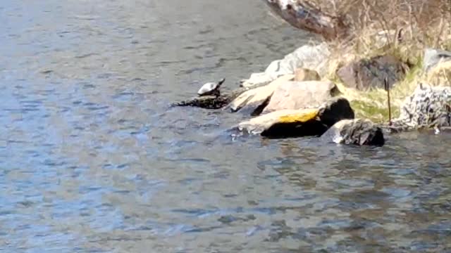 I finally saw the turtle!