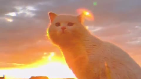 Orange cat in the sunset