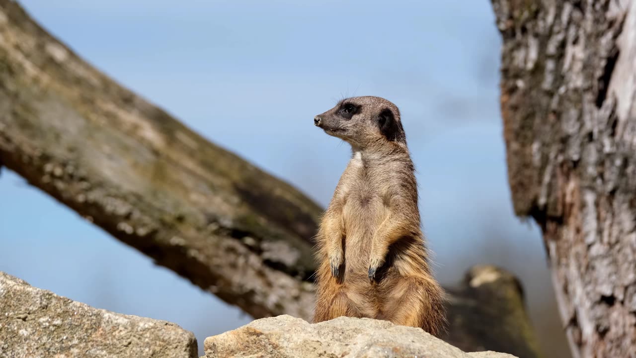 Meerkat video