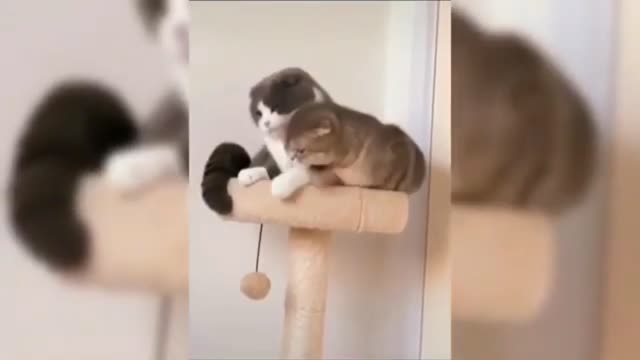 Funny cats in 2021