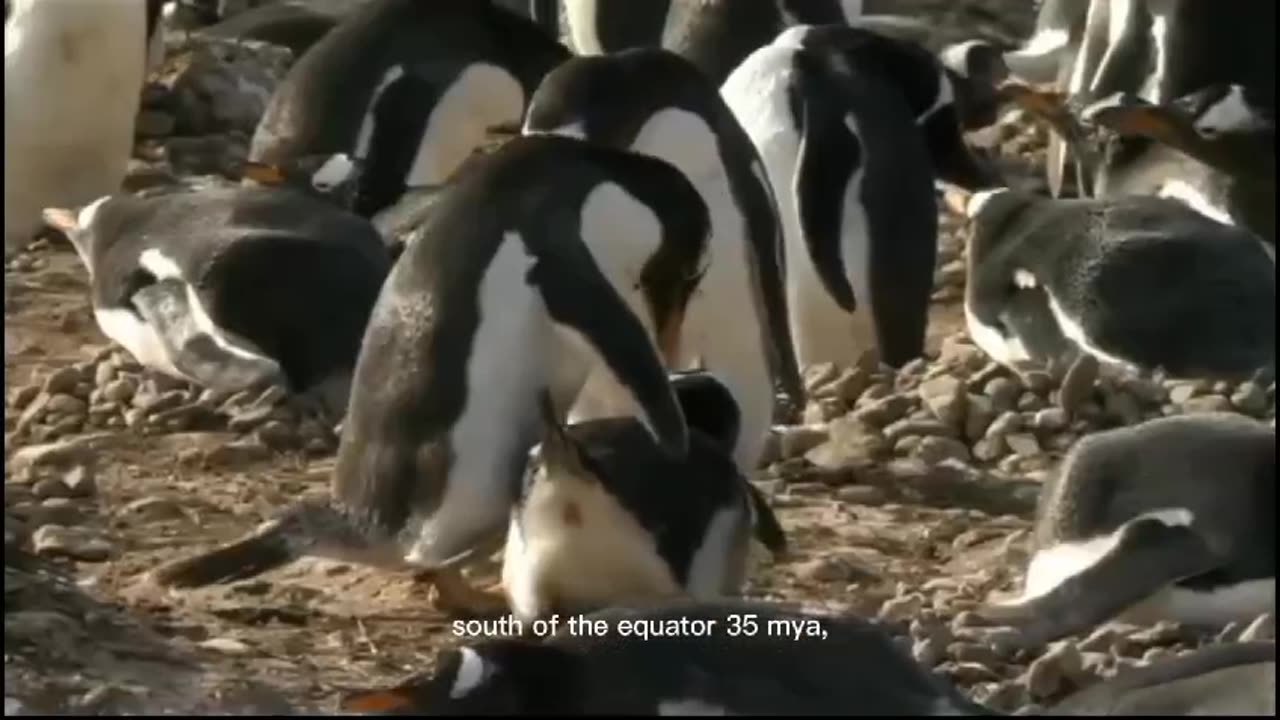 Penguin 🐧