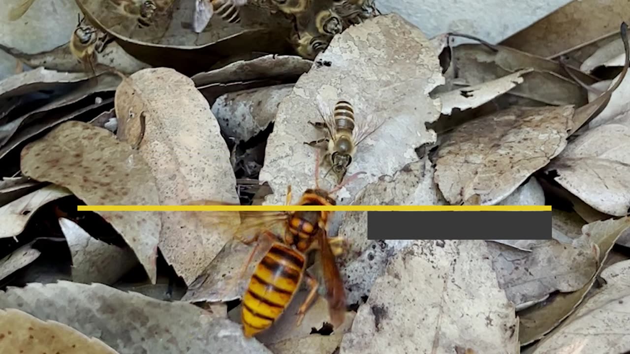 Yellow hornet vs Japanese honeybees in Super Slow Motion