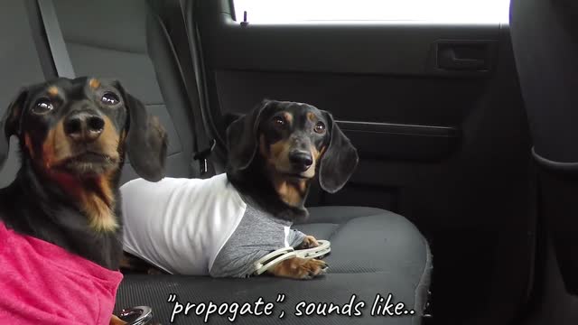 WIENER DOG PRISON BREAK - Funny Dogs Escaping Jail!