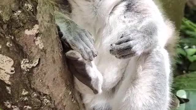 Ring tailed lemurs are really polite! Don't you like it 😍