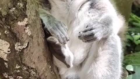 Ring tailed lemurs are really polite! Don't you like it 😍