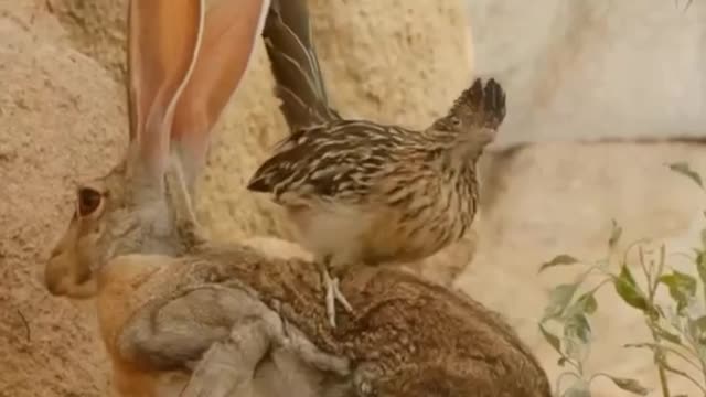 Roadrunner jumps on jackrabbit