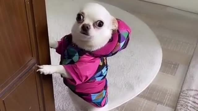 Try not to laugh cute dog videos!!!