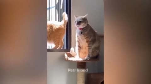 🔥Most Trending Animal Videos - Funniest Cats and Dogs 2023