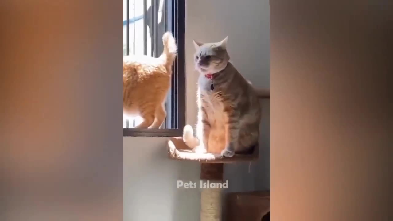 🔥Most Trending Animal Videos - Funniest Cats and Dogs 2023