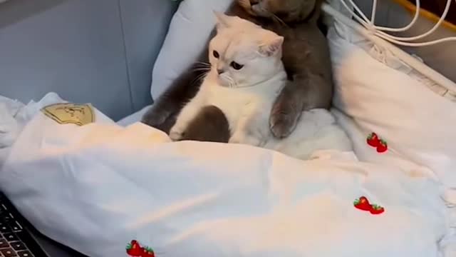 cats funny videos