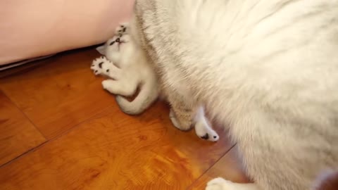 Mother cat cleaning kittens by force