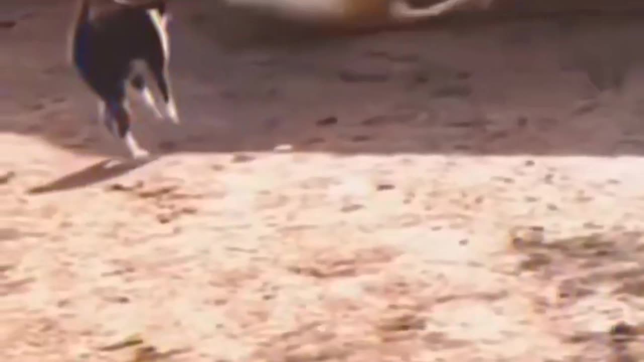 Cats and their reflexes_ funny cats compilation