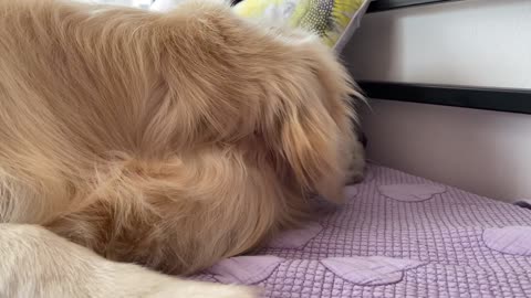 Baby Bunnies Playing Hide and Seek with a Golden Retriever