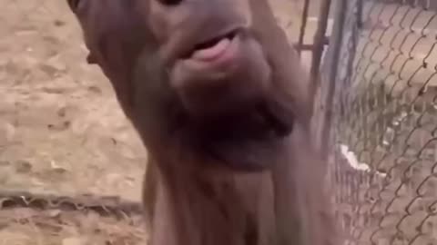 LOL