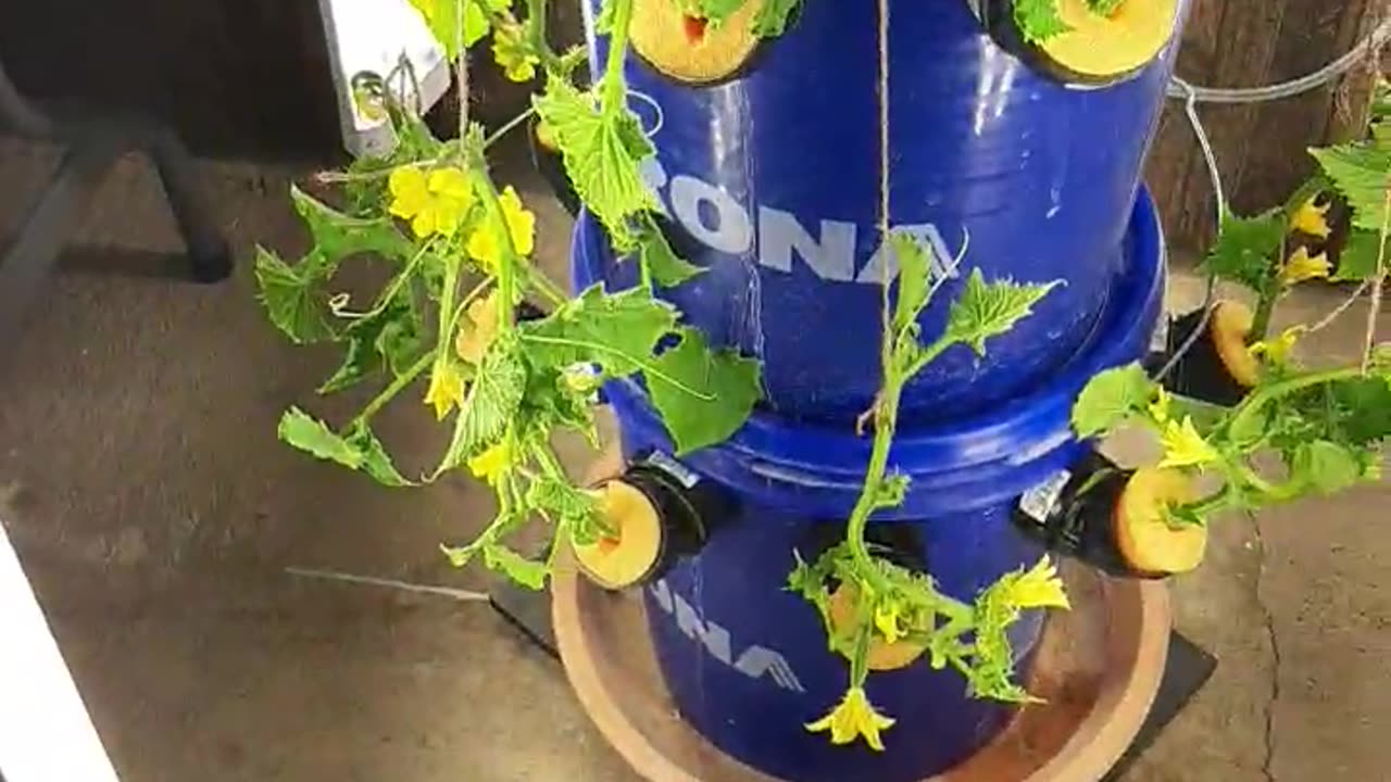 June 04 2023 AD Update cucumber 🥒 and DIY pollination indoor hydroponic