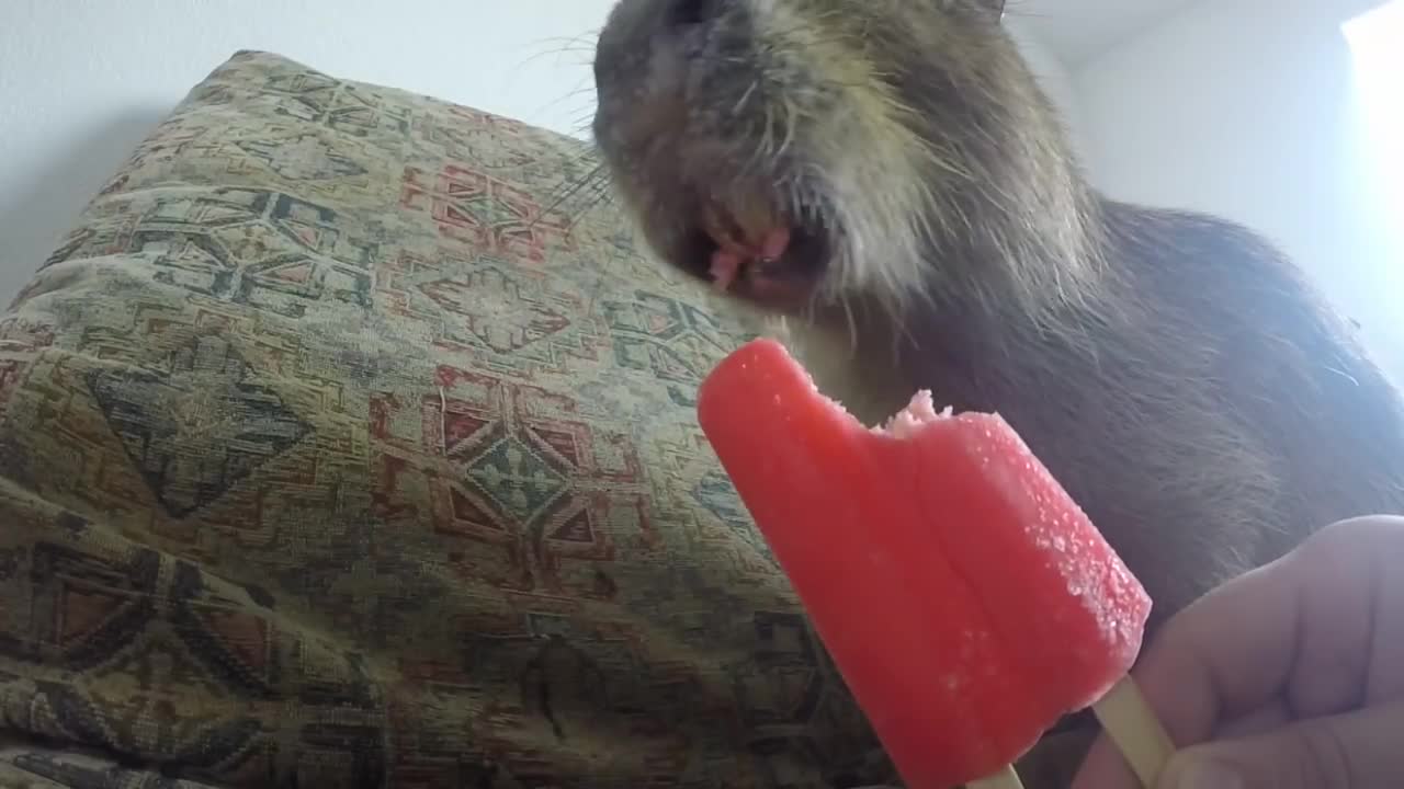 Capybara eating an Ice Pop