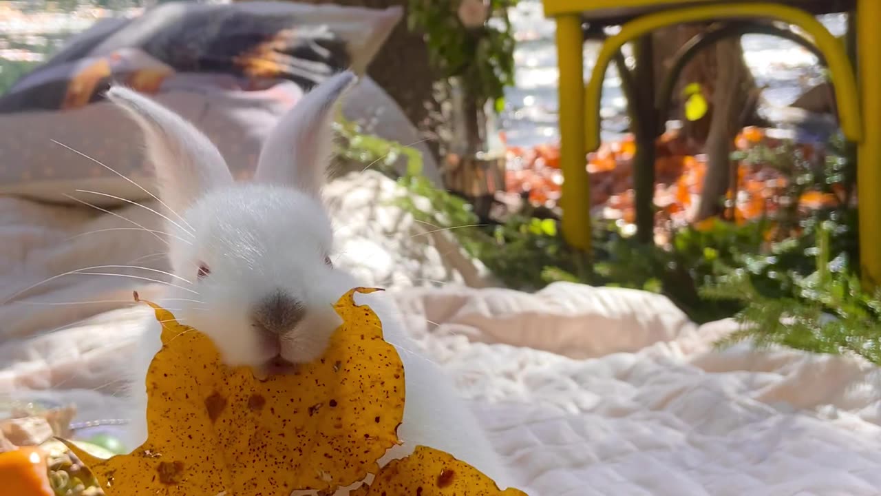 Video of a Bunny Chewing a Leaf