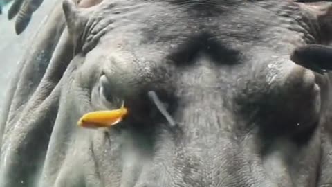 Hippopotamus amphibius