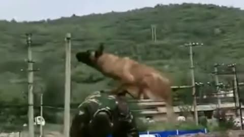 Indianvarmy dog training short video.