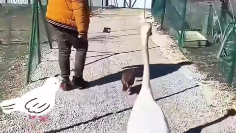 This kind man rescued a swan stuck in a fence