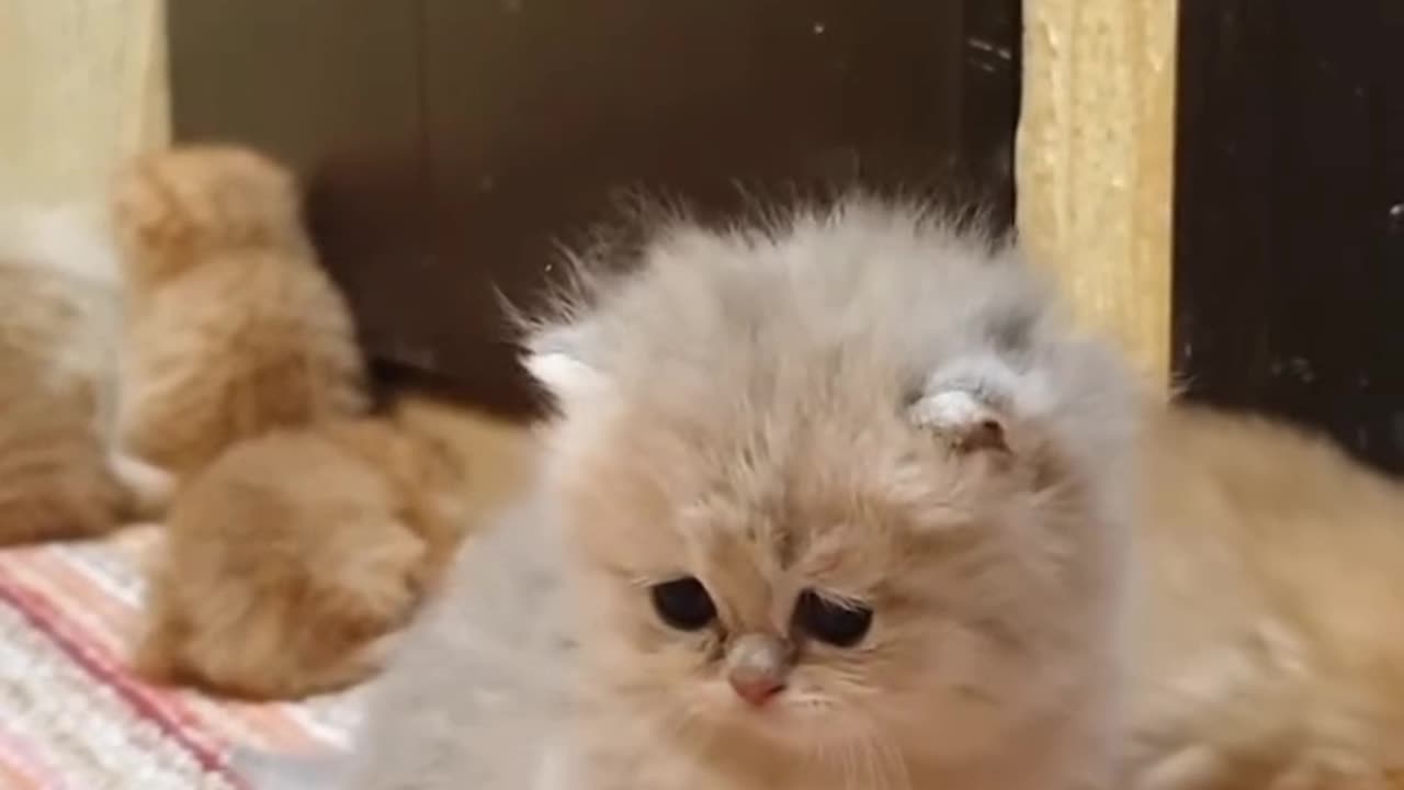 Funny cats, short, viral, England, comedy, short, beutiful, cute, funny