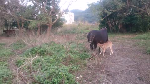 Cows Go Moo (Baby Edition) - CUTEST Compilation