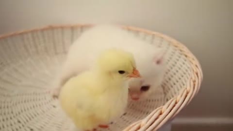 Kittens walk with a tiny chicken