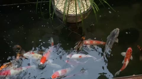 Koi