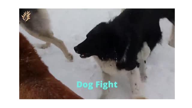 See how aggressive the dog can be.