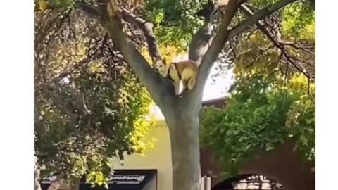 Dog climb tree