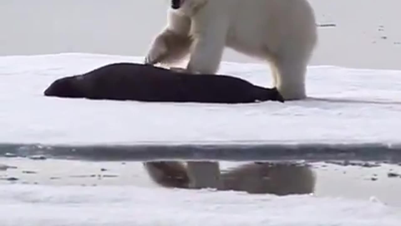 Rare sighting of a polar bear running