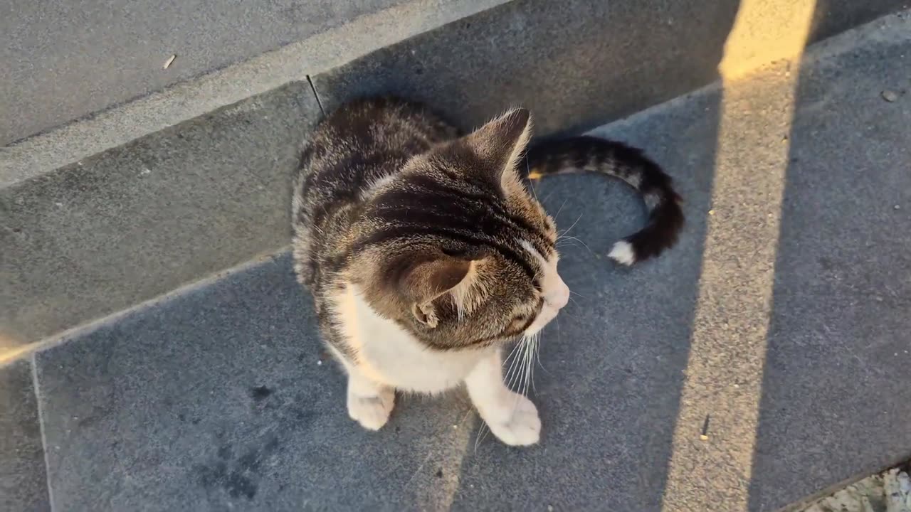 The sweet stray cats gathered around me are very hungry