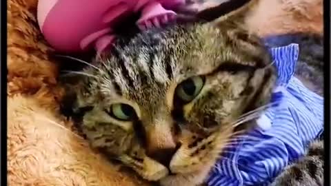 cat gets head massage