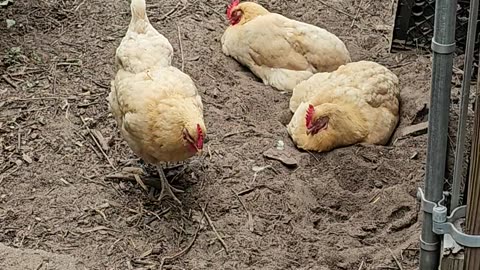 OMC! She still there - friends came back - Dirty dirt bath! #chickens #friends #bff #hens #shorts