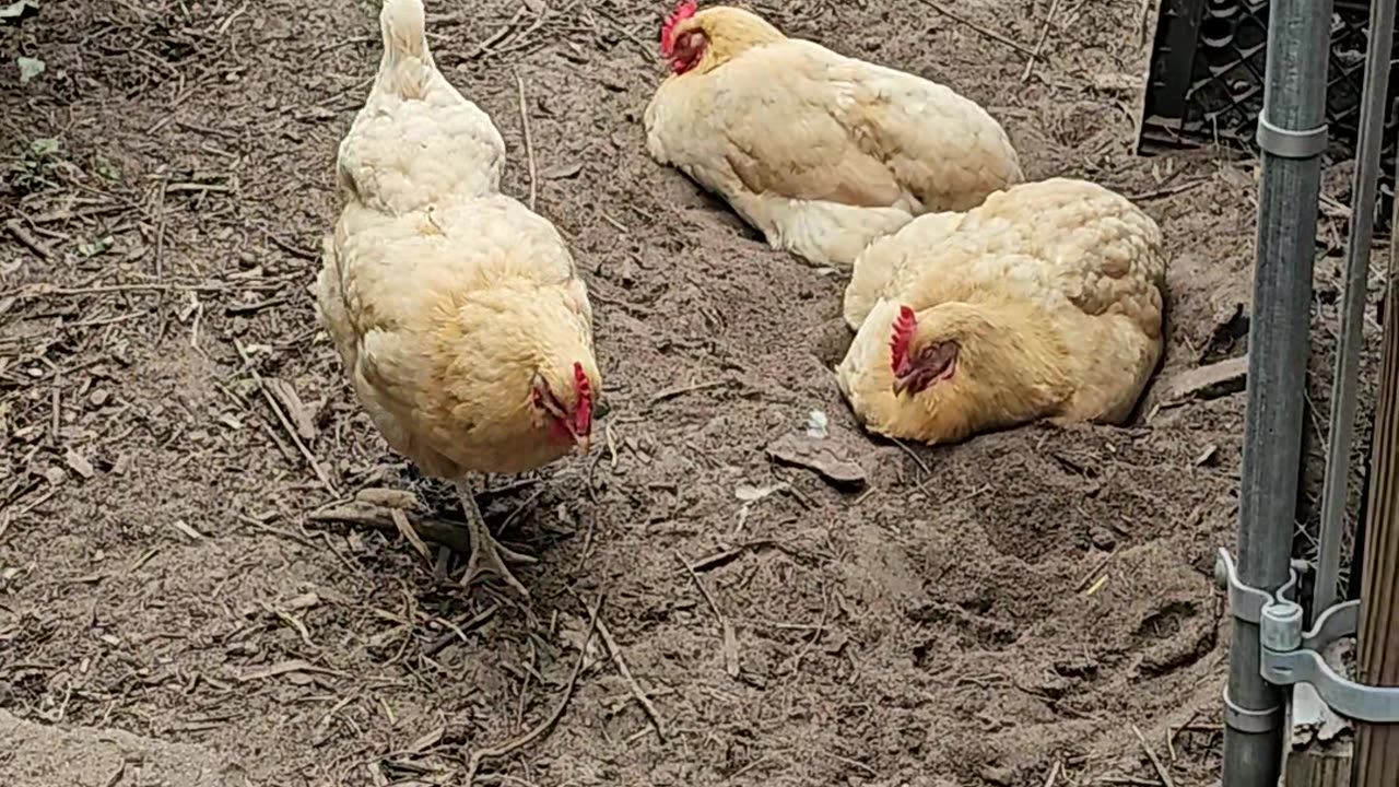 OMC! She still there - friends came back - Dirty dirt bath! #chickens #friends #bff #hens #shorts