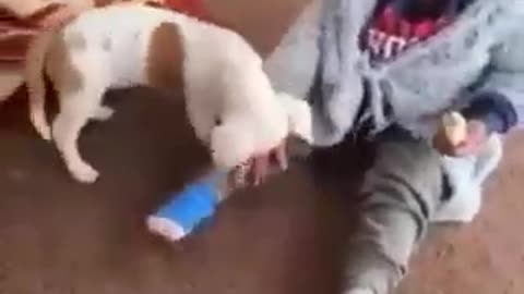 Dog aur bacche ki funny video