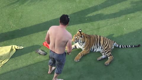 After swimming with a tiger this might happen