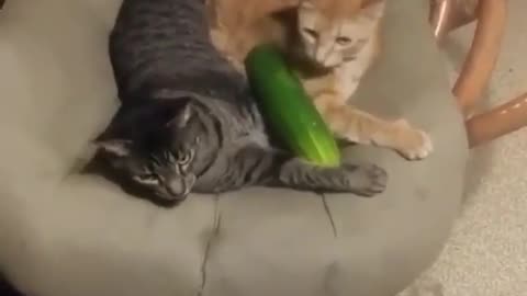 Do cucumbers scare 🐈 Cat 😺??