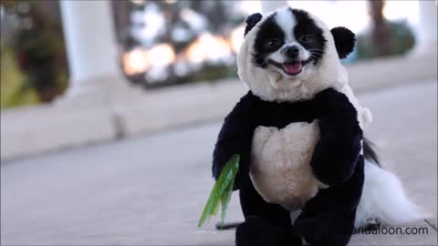 Funny panda puppy