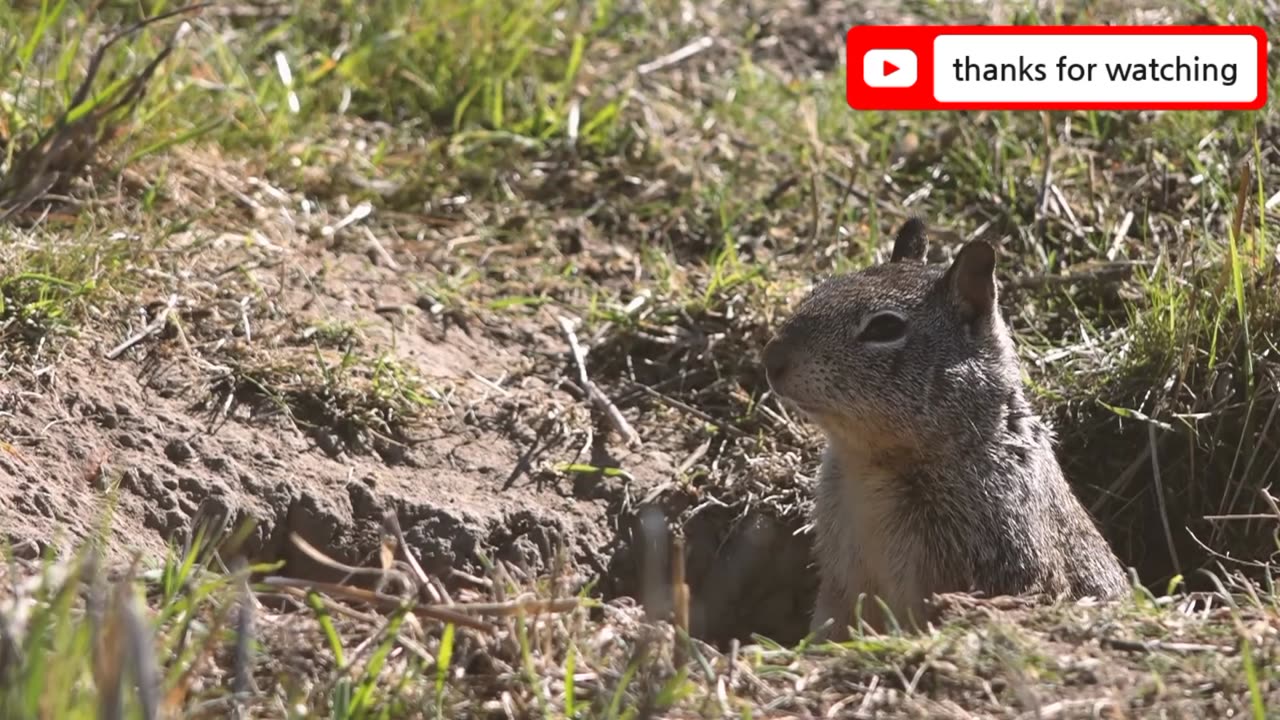 Animal Squirrel in forest two squirrel funny video