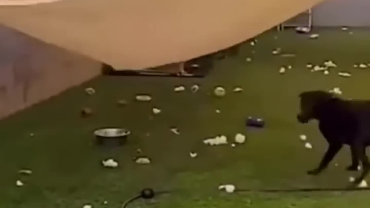 Cute_and_Funny_Animal_Videoš¤£