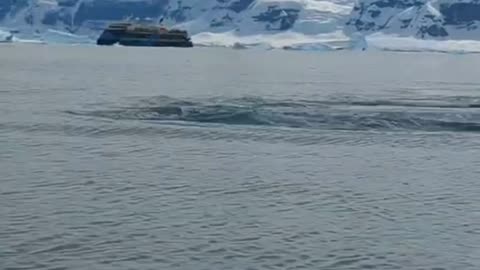 Humpback whale in Antarctica