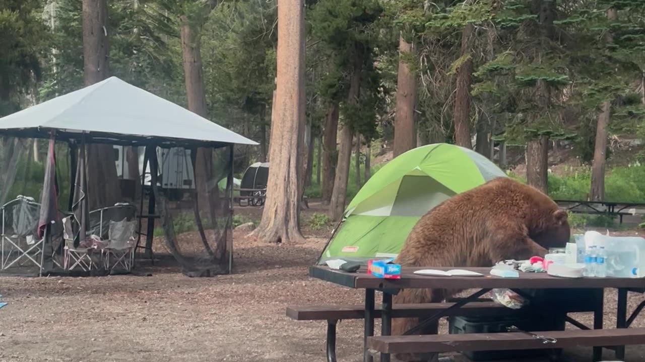 Bear attacks our campsite