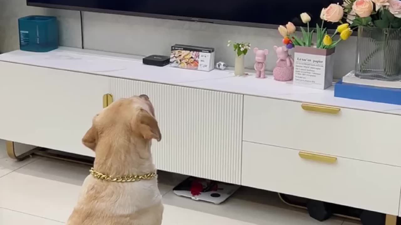 Funny Dogs
