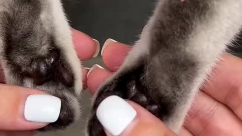 How to trim your cat's claws 💅