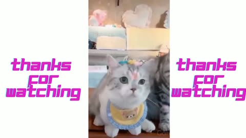 Funny and Cute Cats video clip