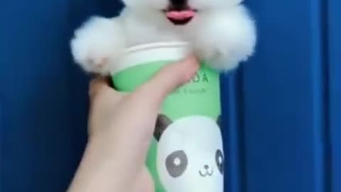 Top Funny and Cute Dog Videos