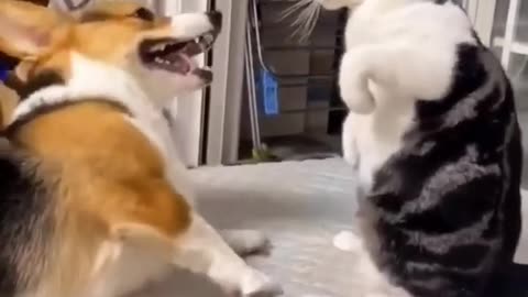 Dog cat cuteee fight