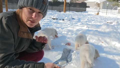 Guess what these puppies are eating