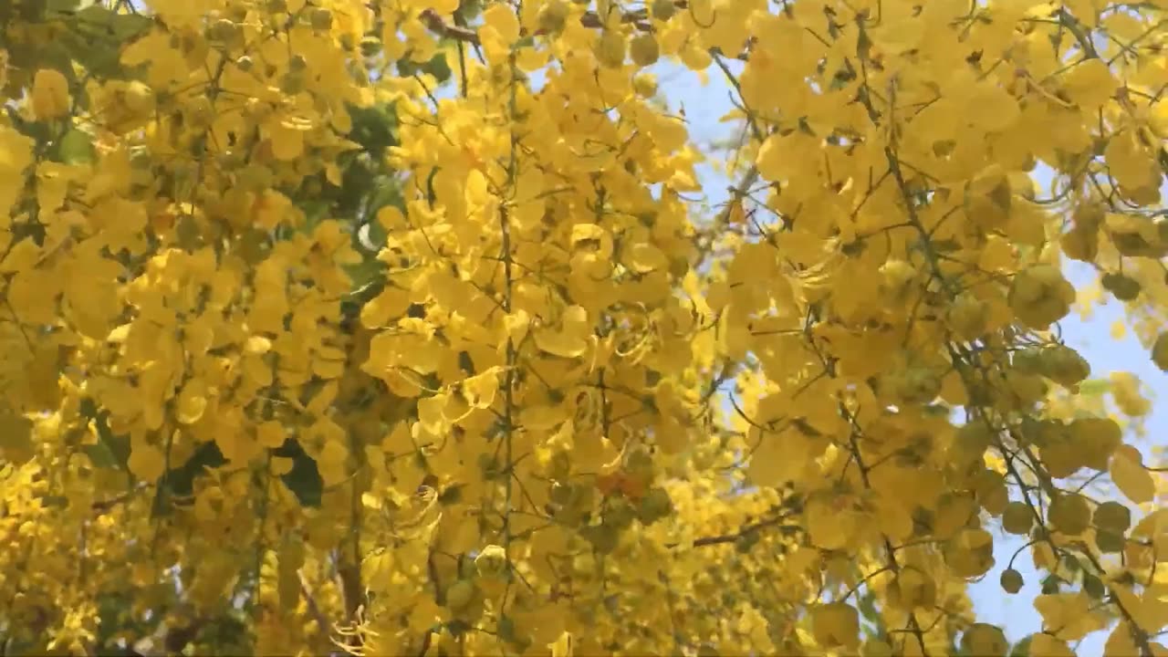 Cassia Fistula Tree, Tropical Fragrant Golden Shower